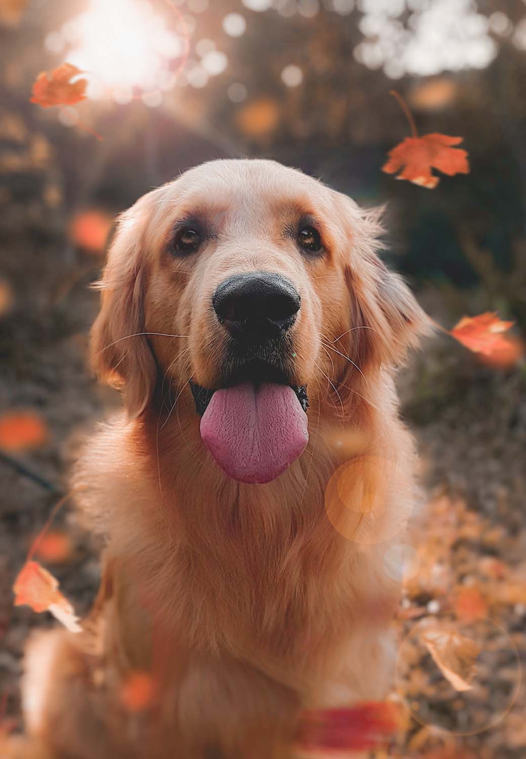 dog in autumn