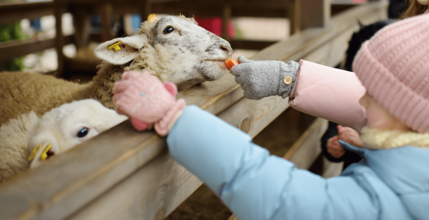 Child feeding and petting sheep at Cotswold farm -Christmas holiday ideas