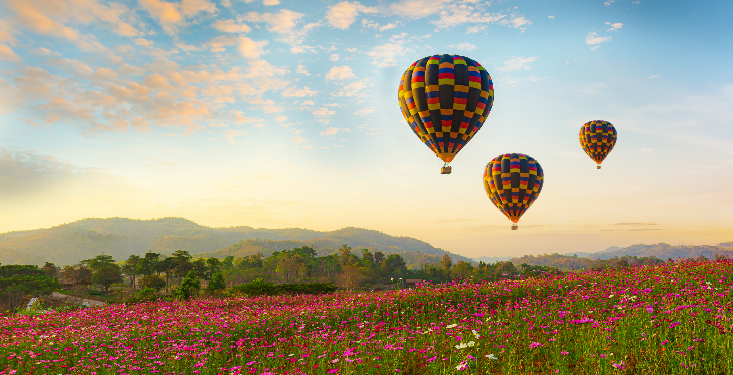 Three hot air balloons ascending into a blue and coral sky, surrounded by red-flowered fields